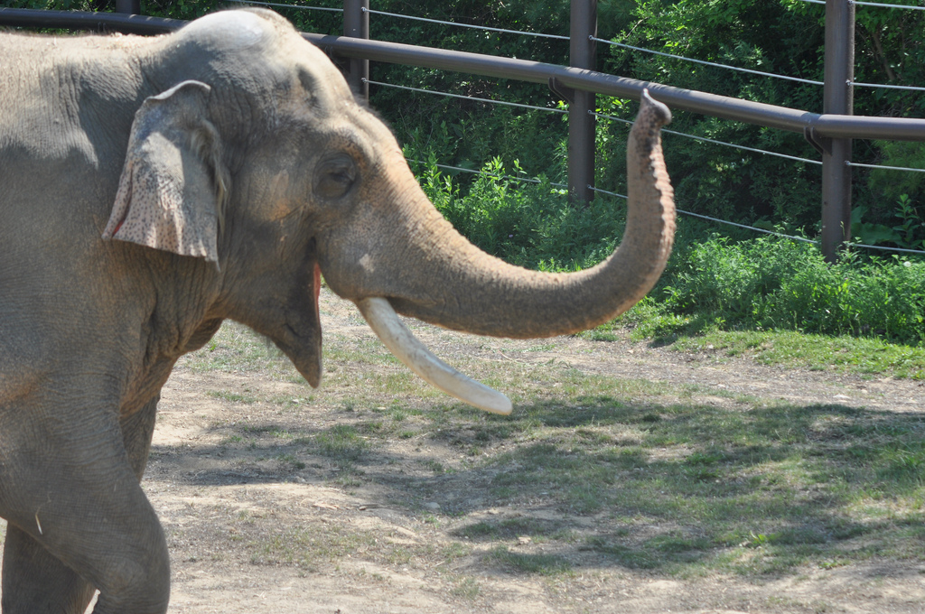 Obligatory elephant foreshadowing. Photo courtesy of Flickr Creative Commons User Randi Deuro
