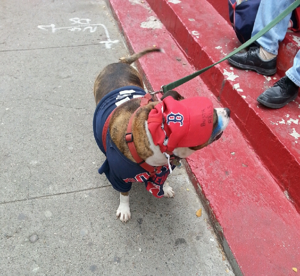 Even the dogs around Boston are showing their Red Sox gear. (BU News Service/Paula Garcia)