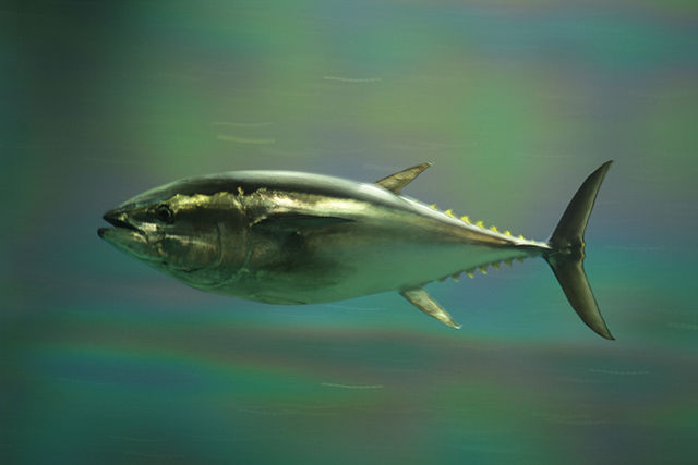 Bluefin tuna, courtesy of Wikimedia Commons.