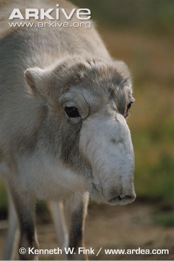 Female-saiga-antelope-in-winter-coat